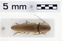 Foto (Dorsalansicht) von Adiaphorus modestus (NHMW-ZOO-COL-0010458)